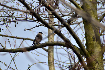 The female bullfinch on a branch.