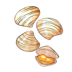 clams watercolor illustration for seafood and marine life concept.