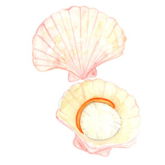 scallop watercolor illustration for seafood and marine life concept.