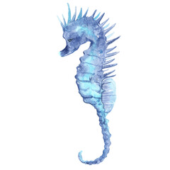 seahorse watercolor illustration for seafood and marine life concept. © beelaa
