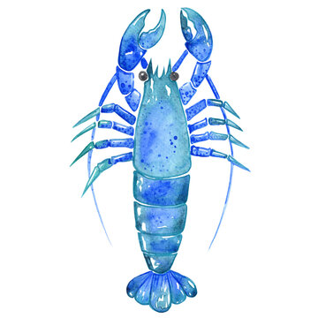 Lobster watercolor illustration for decoration on marine life and seafood.