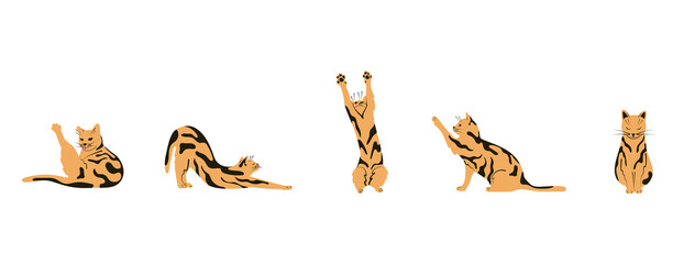 Set of cat poses. Pet isolated flat vector illustration