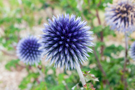 Echinops a summer flowering plant with a blue purple summertime flower commonly known as Globe Thistle, stock photo image