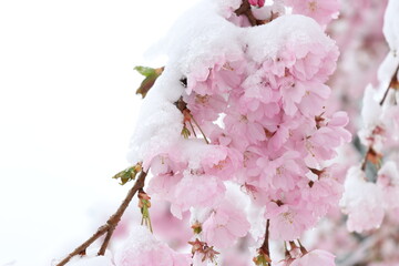 rosarote Kirschblüten im Winter mit Schnee