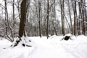 Path in forest in winter or early spring, snow covered trees with big roots. Nature after snowfall, cold weather