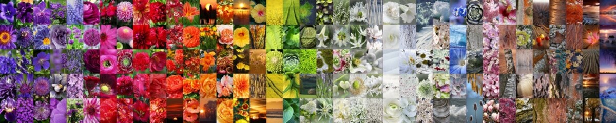 Beautiful panorama collage collection of different colours plants and flowers of the nature in a rainbow order as a display banner.	