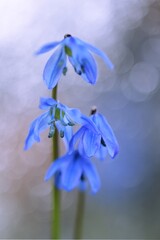 Scilla siberica blooming flowers on bokeh blur background, siberian squill blue flowers as...