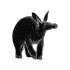 aardvark illustration isolated on white background