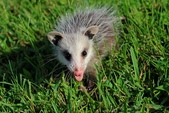 Baby Virginia opossum in the grass