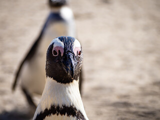 African penguin coming to me