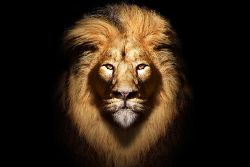 African male lion portrait , wildlife animal isolated	