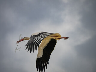 Stork flying with material for its nest