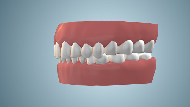 Animation of human teeth with gum