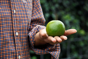 Green lime is on the hands of a young woman to use as an ingredient in Asian dishes to make sour tastes.