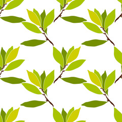 Pattern seamless Tree laurel.Image on white and colored background.