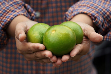 Green lime is on the hands of a young woman to use as an ingredient in Asian dishes to make sour tastes.