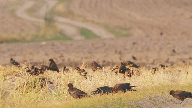 4K Corvus corax bird or common raven feeding in field.