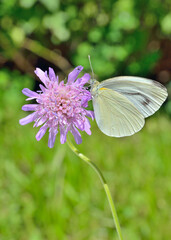 Wildflower scabious (Scabiosa lachnophylla)