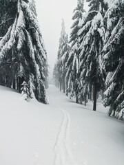 Snowy forest on the mountain tops with cross-country skiing trail.