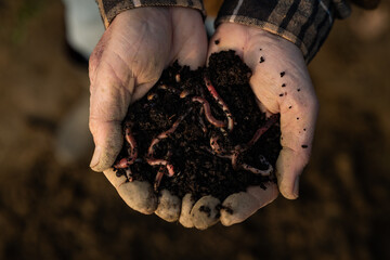 Cinematic close up shot of mature farmer hands showing group of earthworms with ground to prepare...