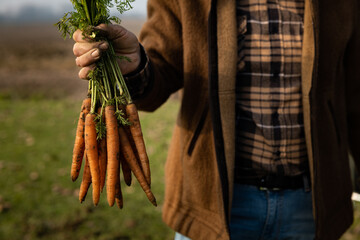 Cinematic close up shot of mature farmer's hands showing heap of fresh ripe carrots harvested at...