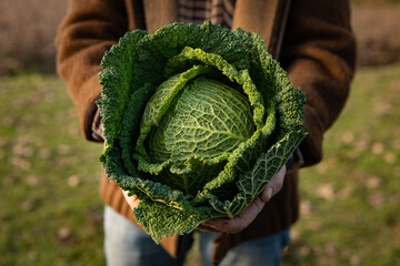 Cinematic close up shot of mature farmer's hands showing fresh raw green savoy cabbage harvested at...