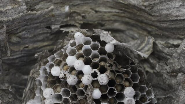 Inside wasp nest with grubs moving, top view