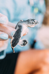 frisch geschlüpfte Baby Schildkröte in Aufzuchtstation in Mexiko auf Yucatan
