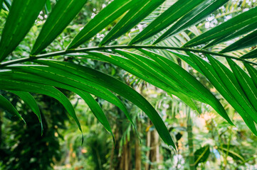Fototapeta na wymiar Fächer eines Palmenblattes im Dschungel horizontal