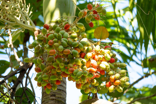 Palmfrucht in sch&ouml;nem Licht an Palme h&auml;ngend tropisch