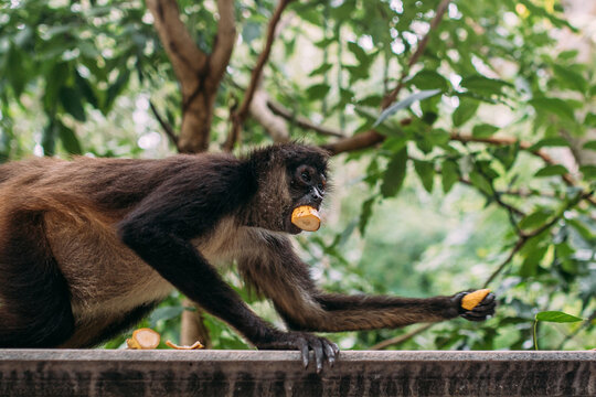 Affe mit Banane im tropischen Regenwald auf Yucatan in Mexiko horizontal