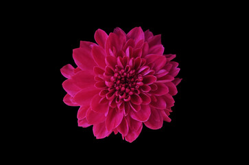 Top veiw, single chrysanthemums flower pink color blossom blooming  isolated on black background for stock photo or illustration, summer plants