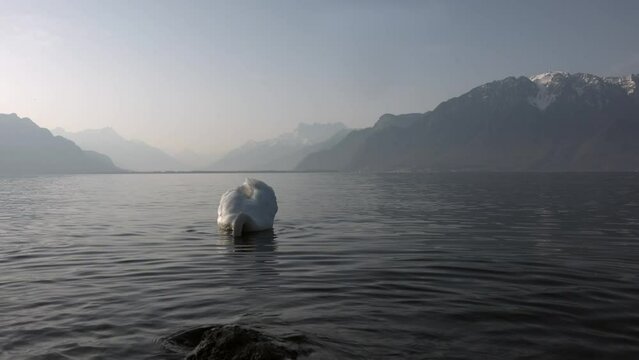 White swan in lake Geneva at sunny morning time