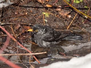 blackbird cleans feathers in a spring