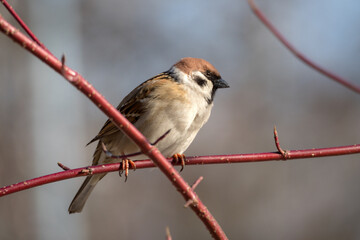sparrow on a branch