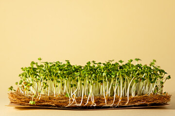 microgreens, sprouted arugula seeds on coconut substrate on beige background, home cultivation