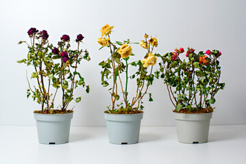 three pots with wilted roses on white background, poor bad care