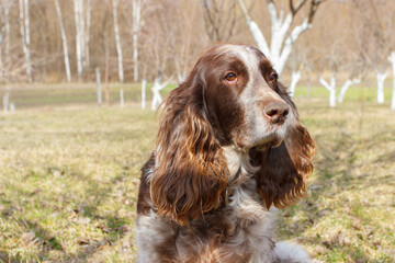 Brown spotted russian spaniel in the forest