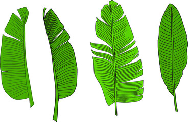 set of exotic leaves. Jungle green plants, banana decorative tropical foliage vector illustration