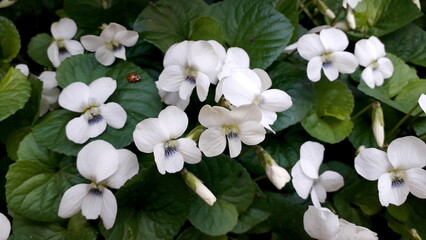 White violets outdoors. Spring flowers in a flower bed.