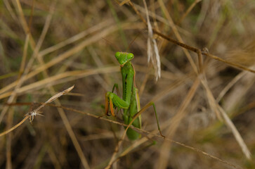 macro green praying mantis in nature