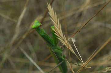 macro green praying mantis in nature