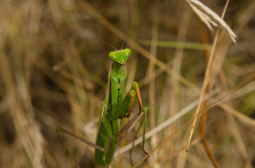 macro green praying mantis in nature