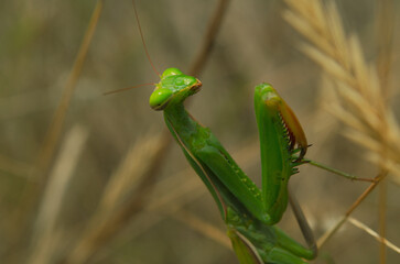 macro green praying mantis in nature