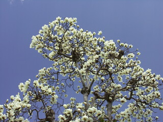 満開のハクモクレンと青空