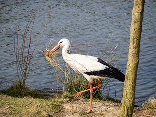 Stork looking for material for its nest