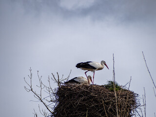 Fototapeta premium Storks in their nest