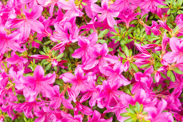 Blooming azalea flowering shrub with pink petals flower background