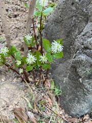 plant in the ground