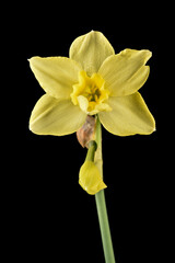 Naklejka na ściany i meble Fleur de narcisse hybride à fleur jaune